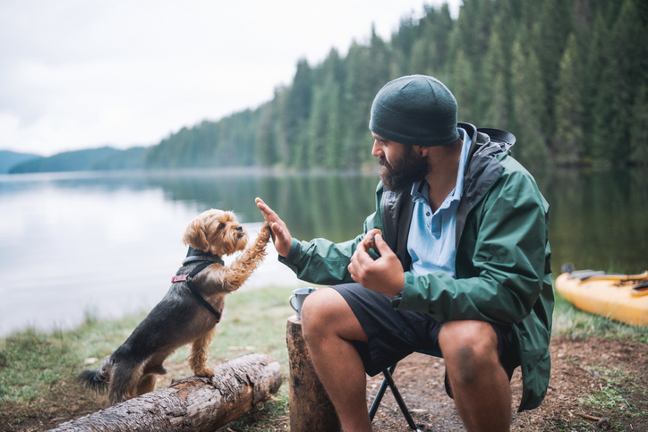Immer mehr erwachsene Männer mit kleinen Hunden: Was steckt hinter dem absurden Trend?